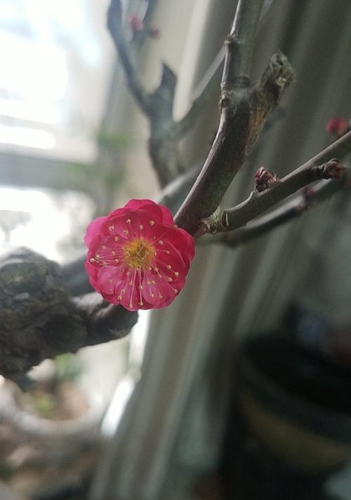 《寻找红梅的位置坐标攻略》（以小森生活游戏为主）