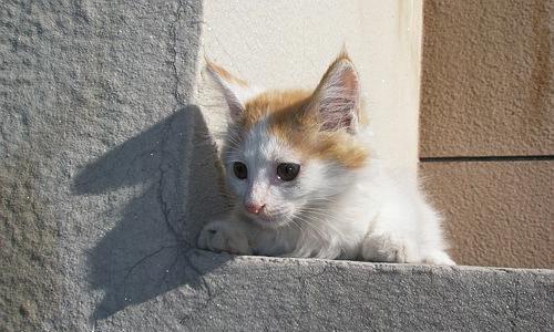 《小森生活猫咪领养指南》（寻找你的陪伴伙伴）