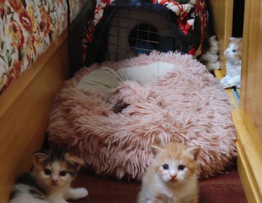 《小森生活猫咪领养指南》（寻找你的陪伴伙伴）