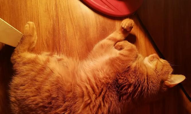 原神中胖猫无法下去怎么办？有没有快速解决的方法？