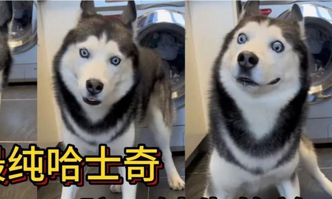我的世界哈士奇怎么叫？哈士奇的叫声是什么样的？