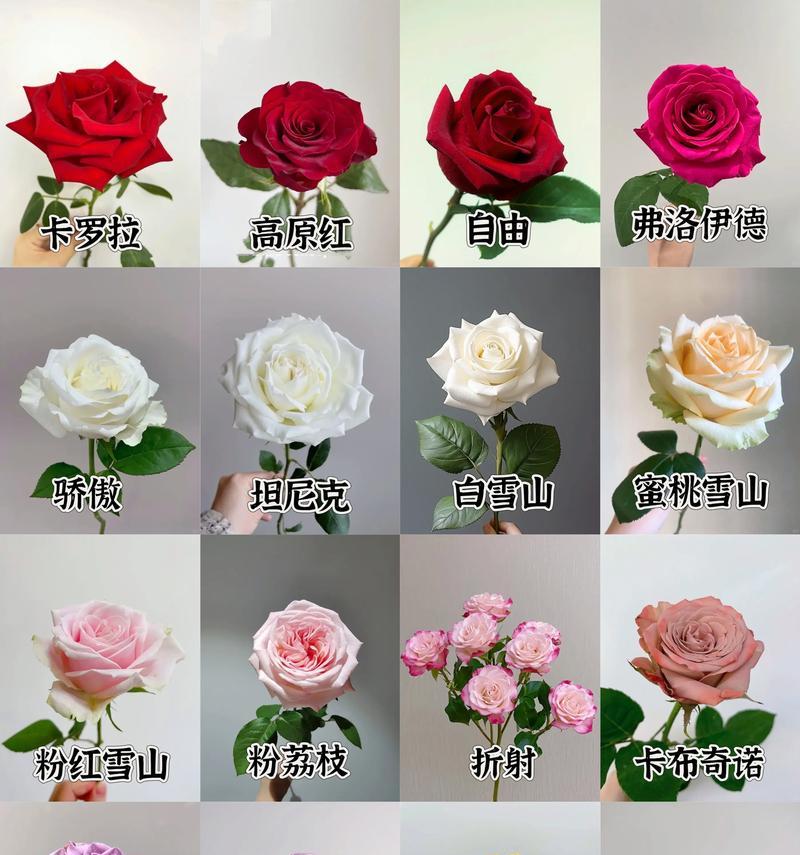 玫瑰花的价格是多少？购买时需要注意什么？