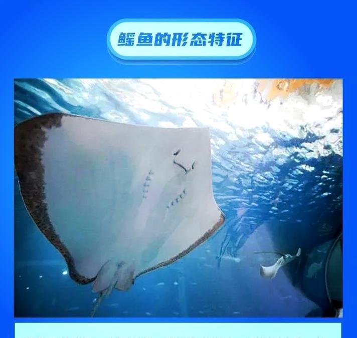 解锁鳐鱼后能探索哪些新区域？