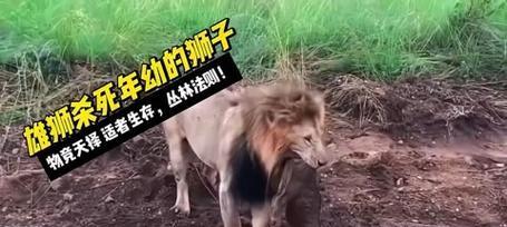 雄狮暴起战斗攻略是什么？如何快速击败雄狮？