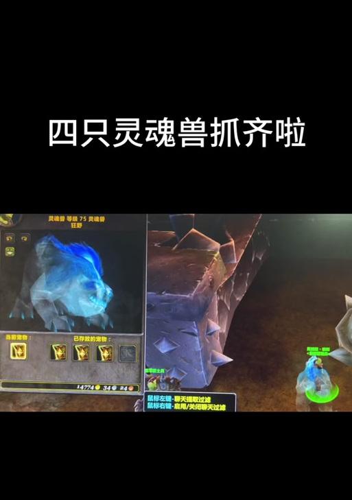 魔兽世界中一级熊肉的获取方法是什么？它有哪些用途？