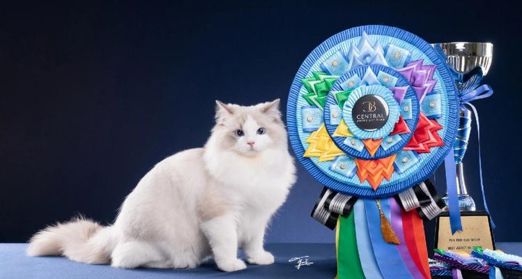 cat获得的冠军有哪些？