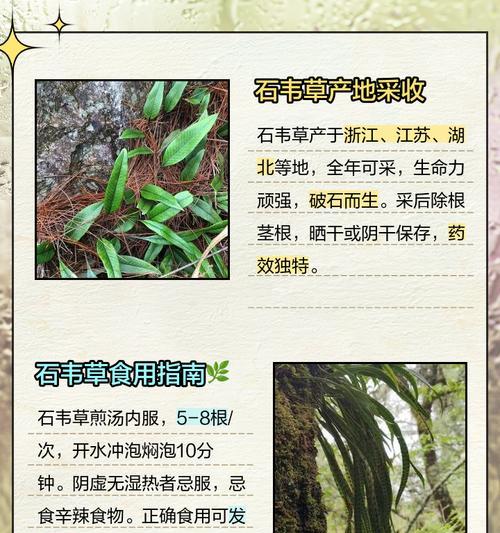 完美世界石村药草种类及用途是什么？