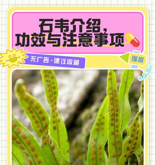 完美世界石村药草种类及用途是什么？