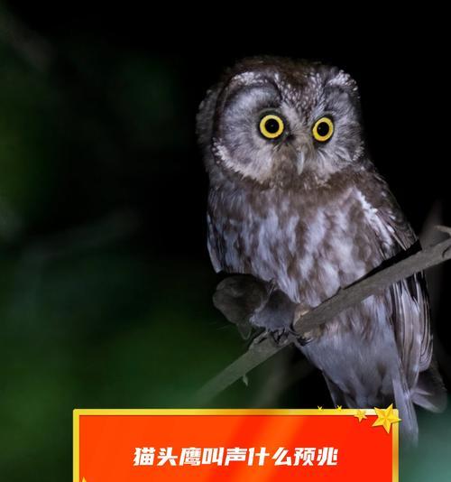 dnf猫头鹰有什么用？猫头鹰功能详细介绍？